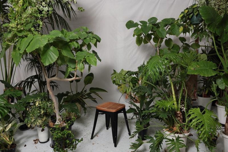 植物に溢れ、背景やレイアウトが自由で多様な利用の仕方ができるスタジオ。 - gridio -グリジオ-  堀江 撮影スタジオ レンタルスタジオの室内の写真