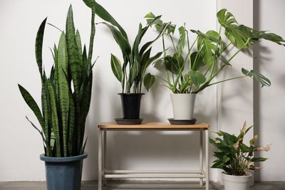 白壁エリアでは、植物や椅子・テーブルを自由にレイアウト可能。座談会や対談やトーク番組などのYoutube・配信にもお使いいただけます。 - HACONiWA 港区　撮影スタジオ レンタルスタジオの室内の写真