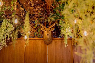 本と魔法 ファンタジースペース＆ギャラリー「本と魔法」エルフの部屋の室内の写真