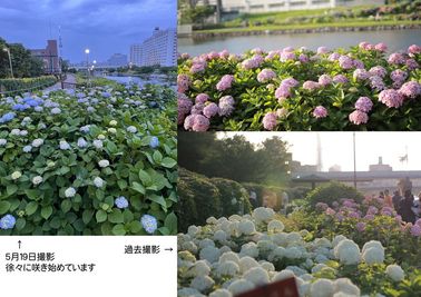 紫陽花の名所まで徒歩４分
スタジオでの撮影に加え、ぜひ行って頂きたい紫陽花の名所です。スカイツリーとのコラボがとてもきれいです。徐々に咲き始めています - フォトスタM フォトスタM 3のその他の写真