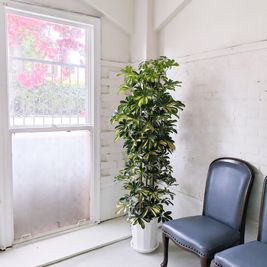 観葉植物もあり - T5 STUDIO 大阪港／天保山 撮影スタジオ＆レンタルスペースの室内の写真