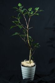 様々な植物を感じながら、撮影を楽しんでください！写真の植物は「インドボダイジュ」 - HACONiWA 港区　撮影スタジオ レンタルスタジオの室内の写真