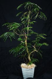 様々な植物を感じながら、撮影を楽しんでください！写真の植物は「エバーフレッシュ」 - HACONiWA 港区　撮影スタジオ レンタルスタジオの室内の写真