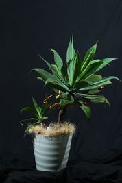 様々な植物を感じながら、撮影を楽しんでください！写真の植物は「アテナータ」 - HACONiWA 港区　撮影スタジオ レンタルスタジオの室内の写真