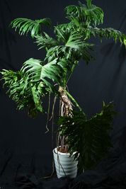 様々な植物を感じながら、撮影を楽しんでください！写真の植物は「セローム」 - HACONiWA 港区　撮影スタジオ レンタルスタジオの室内の写真
