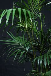 様々な植物を感じながら、撮影を楽しんでください！写真の植物は「ケンチャヤシ」 - HACONiWA 港区　撮影スタジオ レンタルスタジオの室内の写真