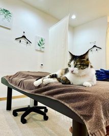 月曜日のみ猫店長が出勤しています
猫アレルギーのある方のご入店はご遠慮ください。 - ほぐし処 癒し日和 マッサージ店営業中のスペース（ベット）タオル＆オイル無料貸し出しの室内の写真