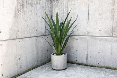 観葉植物 - PREMIER STUDIO STUDIO1の設備の写真