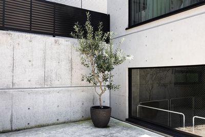 観葉植物 - PREMIER STUDIO STUDIO1の設備の写真