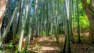 竹林エリアでは和装などのシチュエーションにぴったり - 映像ジャパン千葉スタジオの室内の写真
