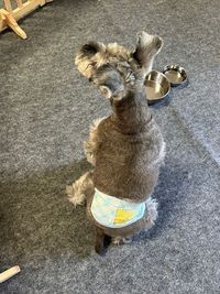 ワンちゃんはマナーオムツ着用でお願いします - 糸島ドームハウスのその他の写真