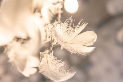 推し活・コスプレ - アトリエカシュカシュ撮影スタジオ 羽の非日常空間✨アトリエカシュカシュ　仙台の室内の写真