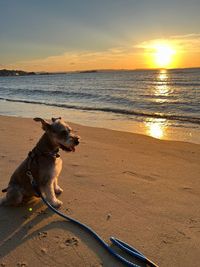 夕陽が綺麗な海岸線まで徒歩数分 - 糸島ドームハウスのその他の写真