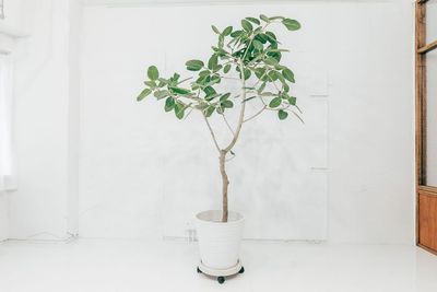 本物の木です。可動式のため、お好きな位置に移動してお使いください。 - ピクテスタジオ（PICTE STUDIO）浅草橋店 【浅草橋駅から徒歩１分】自然光と植物が映えるレンタル撮影スタジオの設備の写真