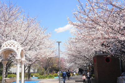 桜の季節は目の前の水神公園がピンク色に染まります。 - はいから個室スタジオ　大森店 Cスタジオ／無料備品が充実!!　スピーカー＆モニターが使い放題♪のその他の写真