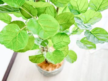 観葉植物（フェイクグリーン） - レピーロ小岩 小岩駅6分🥳北欧インテリア🌿女子会💗タコパ🥘レピーロ小岩の設備の写真