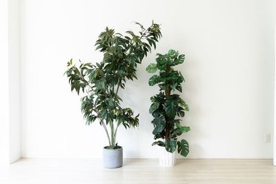 フェイクグリーン - STUDIO VERDE STUDIO VERDE スタジオ2の設備の写真