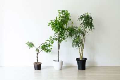 フェイクグリーン - STUDIO VERDE STUDIO VERDE スタジオ2の設備の写真