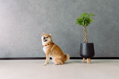 STUDIO QOQO STUDIO QOQO【スタジオ ココ】大阪あびこ店のその他の写真