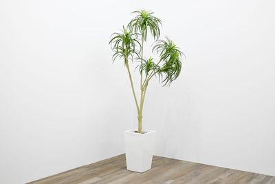 人工観葉植物 - Grid9 秋葉原 ポップアップストア・ギャラリー・イベント・撮影・会議室の設備の写真