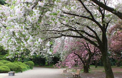 付近のお花見スポット  ～代々木公園、新宿御苑の桜～ - CASA代々木 飲み会･レンタルスペースのその他の写真