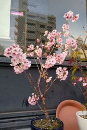 早咲きの陽光桜でお花見 - LINK テラス席有・大型カラオケスナック　ここは都会の中のオアシスの室内の写真