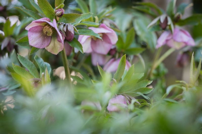 古民家風平屋の軒先レンタルスペース - イエノコト