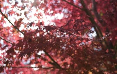 中庭の紅葉 - 旅館 土と糸 麻績村レンタル古民家の外観の写真