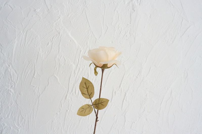 Studio White Butter, - White Butter,