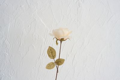白漆喰壁 - White Butter, Studio White Butter,の設備の写真
