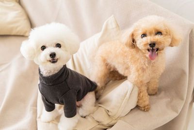 柔らかな光でペット撮影にも最適 - 505 STUDIO YOYOGI 撮影スタジオの室内の写真