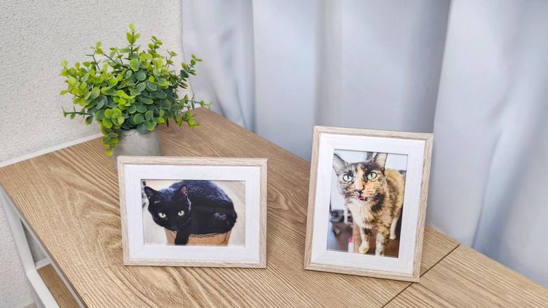 北欧🩵と猫🐱のまったり空間☕大迫力スクリーンで映画デート💕 - hygge北堀江