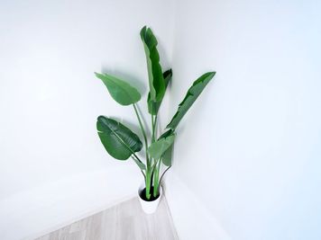 ・観葉植物 - STUDIOFLAG横浜4号店 STUDIOFLAG横浜4号店/マシンピラティスレンタルスタジオの室内の写真