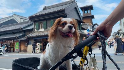 小江戸川越まで徒歩圏内の好立地🍠
スペースレンタルして川越を満喫しよう✨
観光後の食事や撮影利用も🙆 - キャバリアール川越　レンタルスペース【CavalieR】 🐶ドッグラン🐶キャバリアール川越【CavalieR】の室内の写真