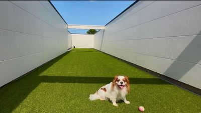 🎊オープンセール🎊【🐶川越駅近郊ドッグラン🐶】《🌟特大屋上テラス🌟貸切‼️》ドッグラン🐶撮影🎥駐車場🚗 - キャバリアール川越　レンタルスペース【CavalieR】