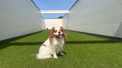 キャバリアール川越　レンタルスペース【CavalieR】 🐶ドッグラン🐶キャバリアール川越【CavalieR】の室内の写真