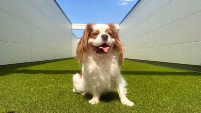 貸切なので犬見知りのワンちゃんでも思う存分楽しめます‼️ - キャバリアール川越　レンタルスペース【CavalieR】 🐶ドッグラン🐶キャバリアール川越【CavalieR】の室内の写真