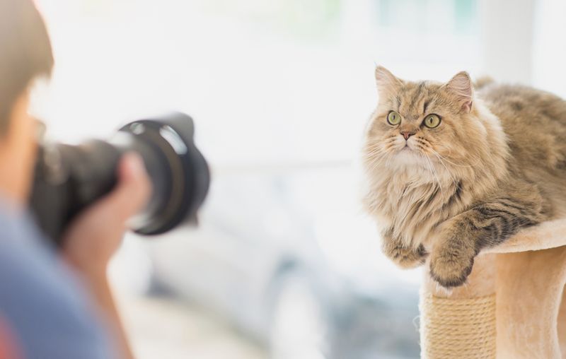 ペットも入れる撮影スタジオ一覧
