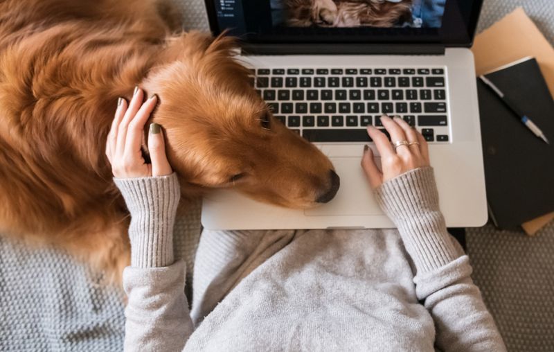 ペット同伴可なレンタルスペース一覧