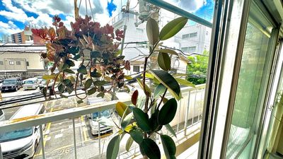ベランダにある植物🪴 - レンタルスペース　『そのに』中目黒 ベッド4台、講座、勉強会、施術、何でもスペースのその他の写真